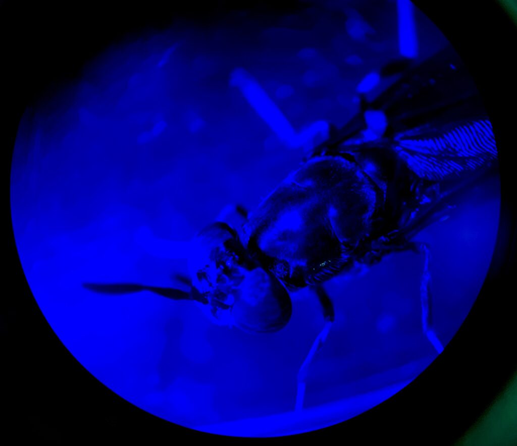 Black Soldier Fly under fluorescence microscope