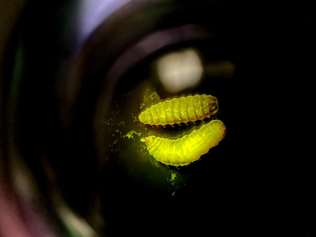 Transgenic larvae of BSF under fluorescence ligfht